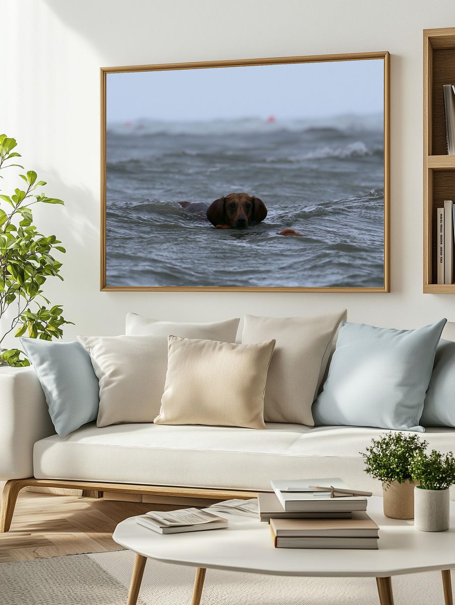 Dachshund in the Sea Photography Poster. — room view 2