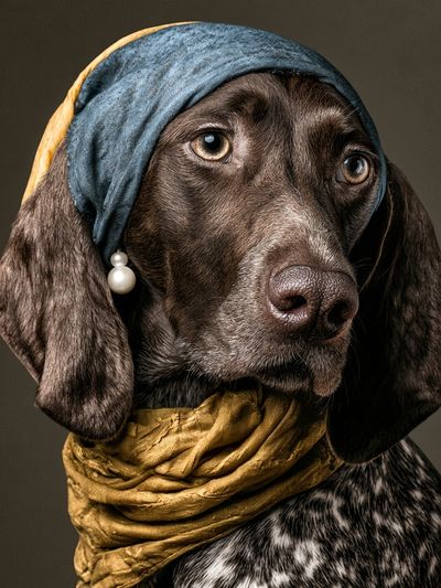 Dachshund Portrait Photography Poster. poster