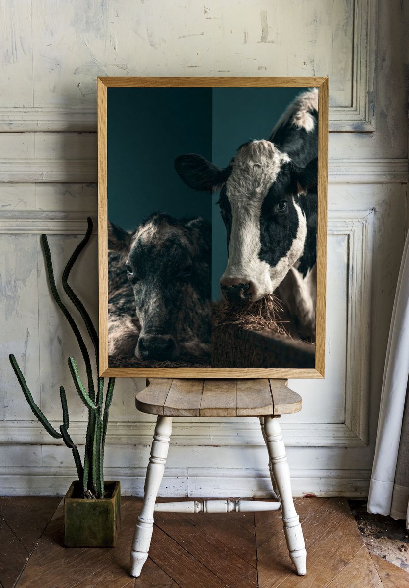 Cattle Portrait Photography Poster. — room view 1