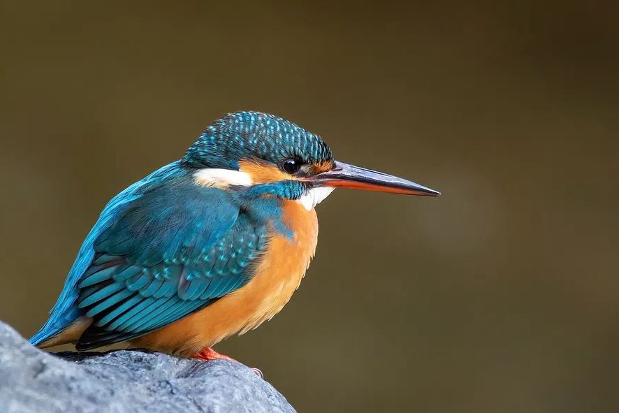 Common kingfisher Japan. poster detail
