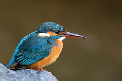 Common kingfisher Japan. poster
