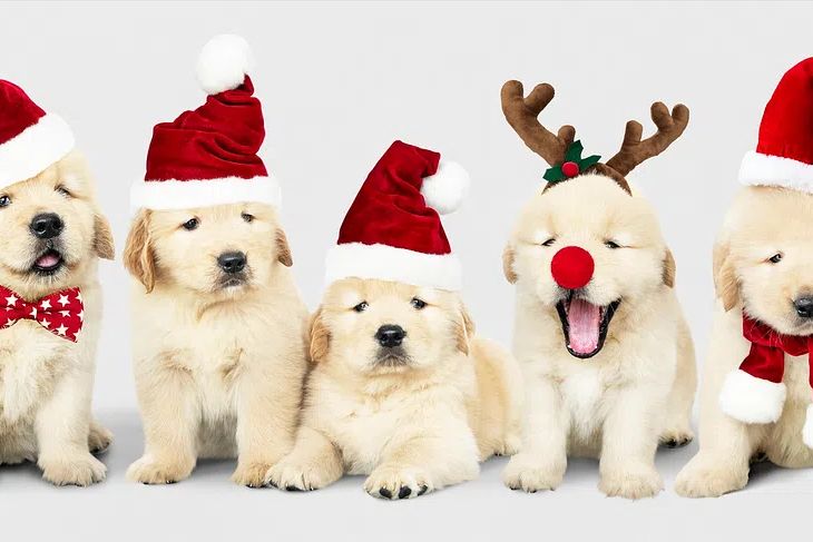 Group adorable Golden Retriever puppies. poster — animals art