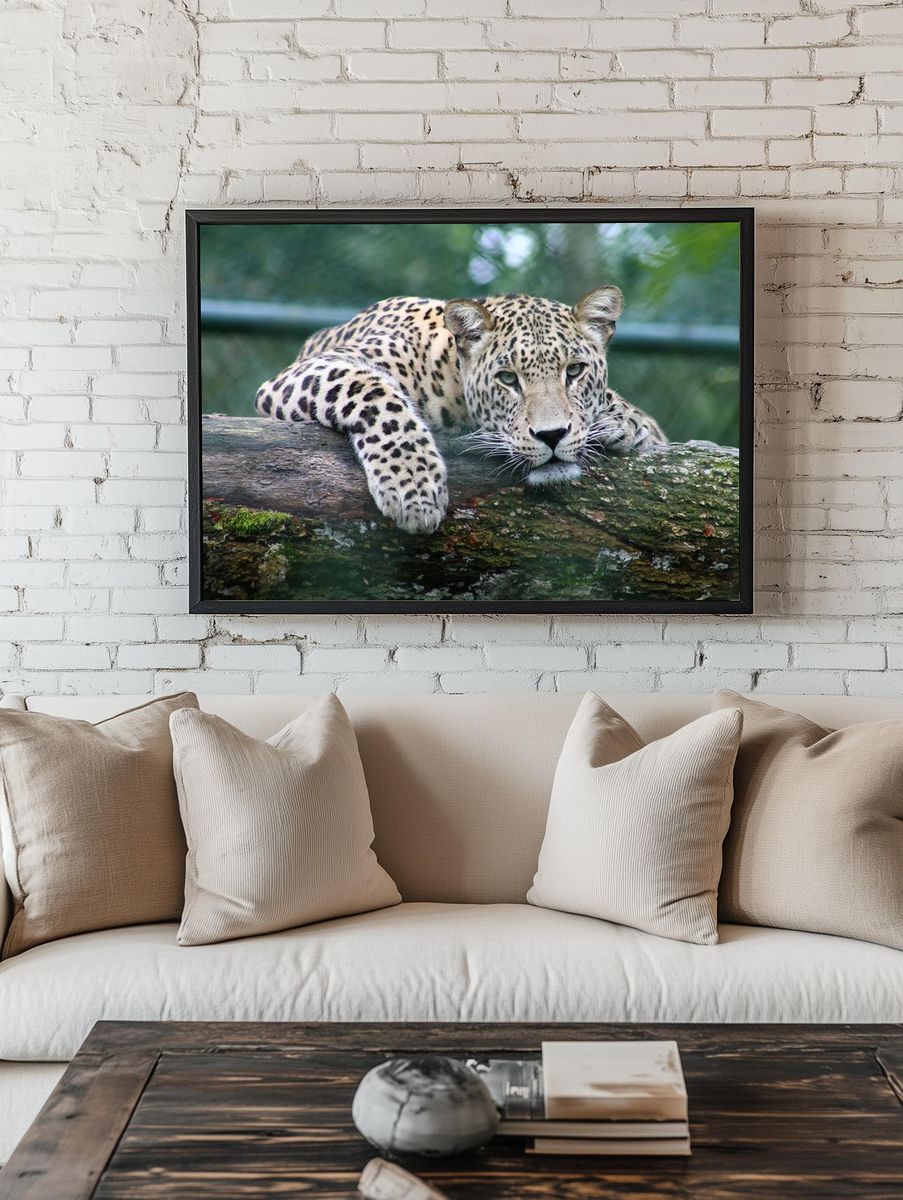 Leopard Relaxing on Log — Animal Photography Poster room preview