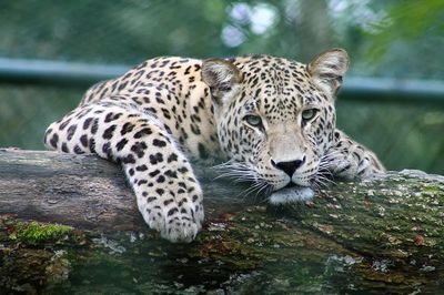 Leopard Relaxing on Log — Animal Photography Poster. poster