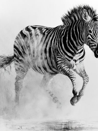 Running Zebra Black-White Poster. poster