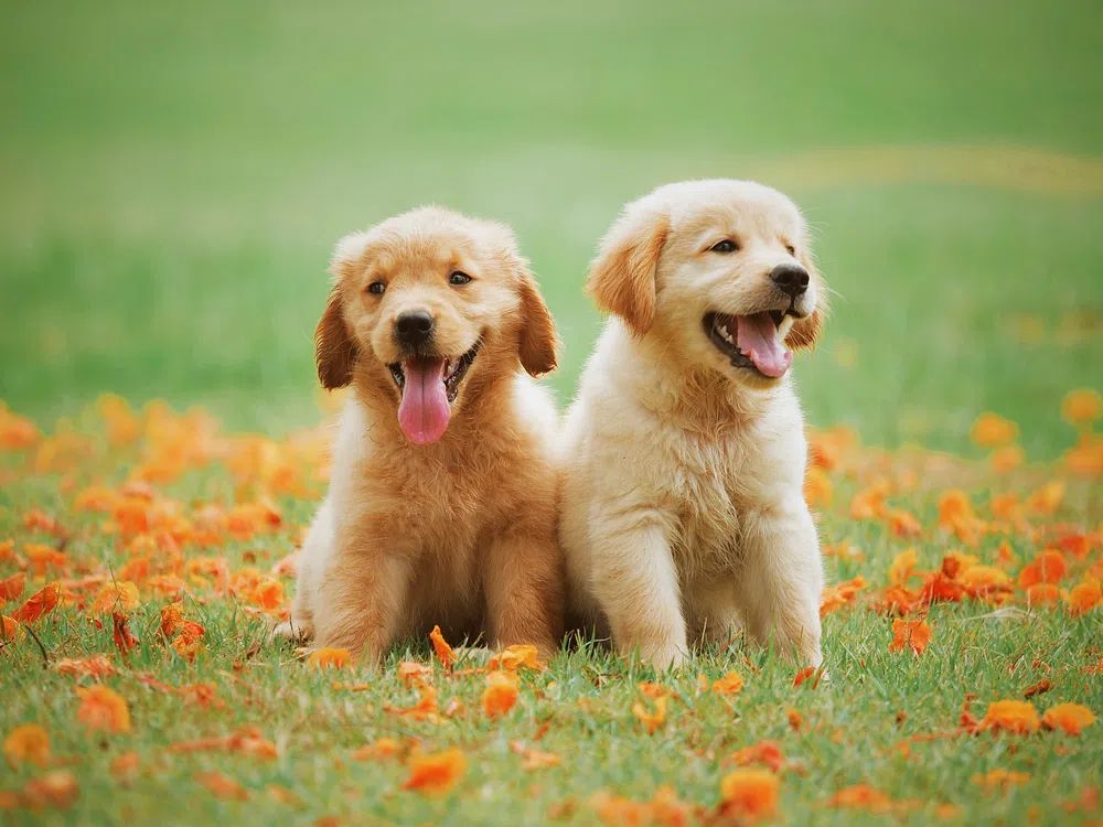 Golden Retriever Puppies — Animal Print. poster detail