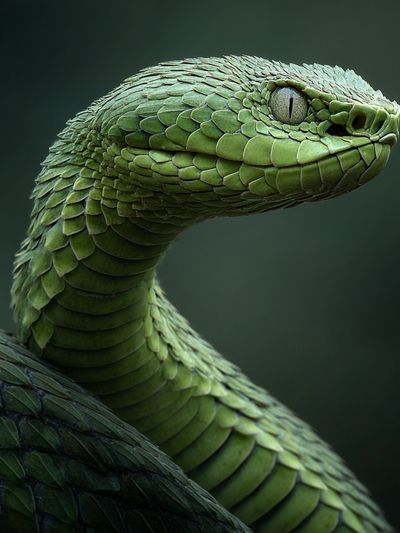 Green Viper Portrait Poster. poster