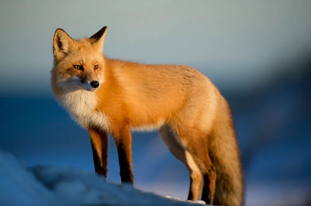 Wild red fox watches prey. poster — animals art