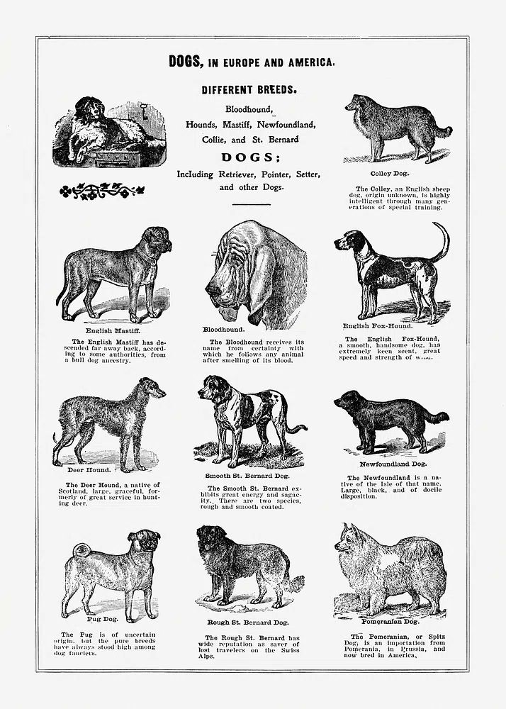 Dog breeds poster.