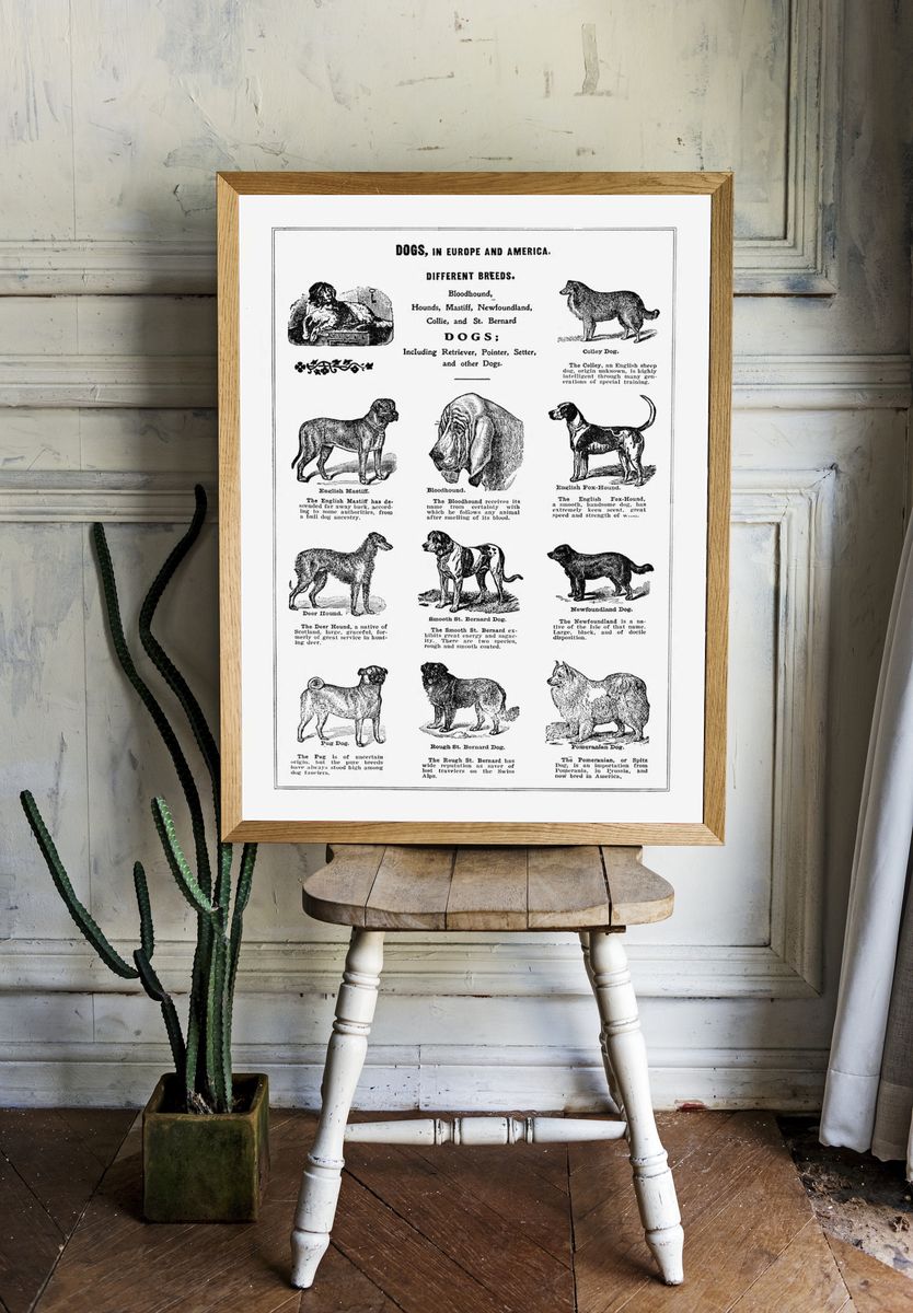 Dog breeds poster. Digitally enhanced. room preview