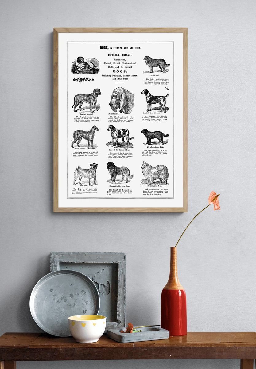 Dog breeds poster. — room view 3