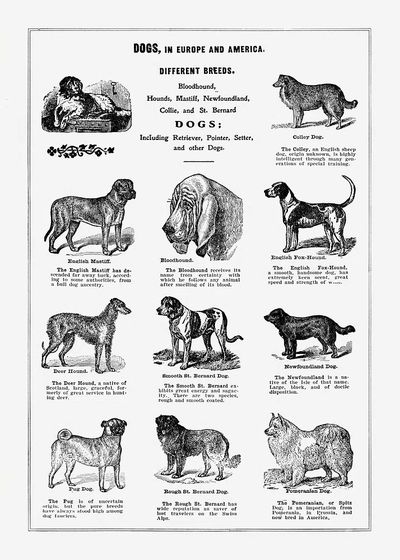 Dog breeds poster. Digitally enhanced.