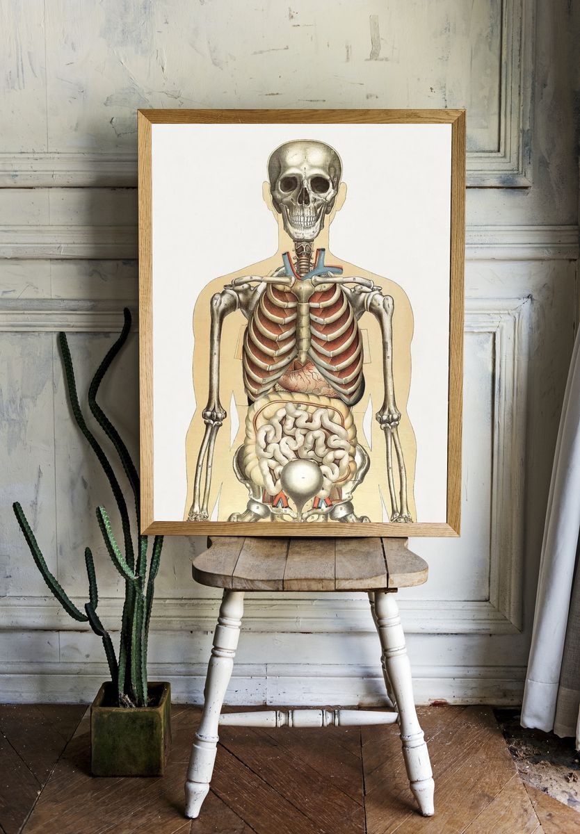 Human Anatomy Illustration Poster. room preview