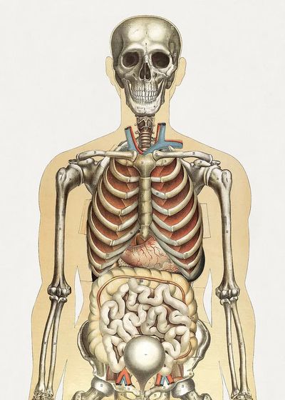 Human Anatomy Illustration Poster. poster print