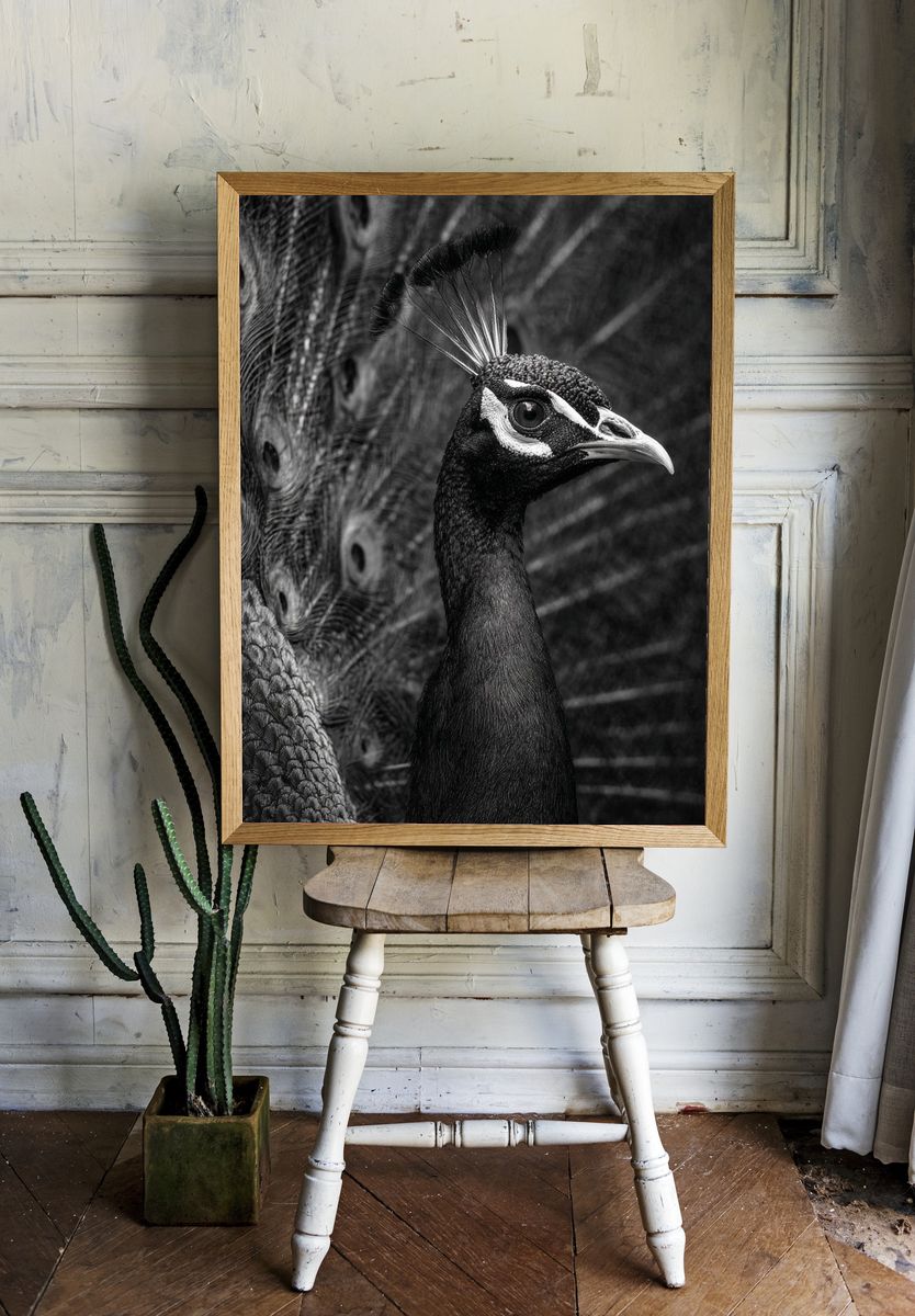 Majestic Peacock — Black-White Print room preview