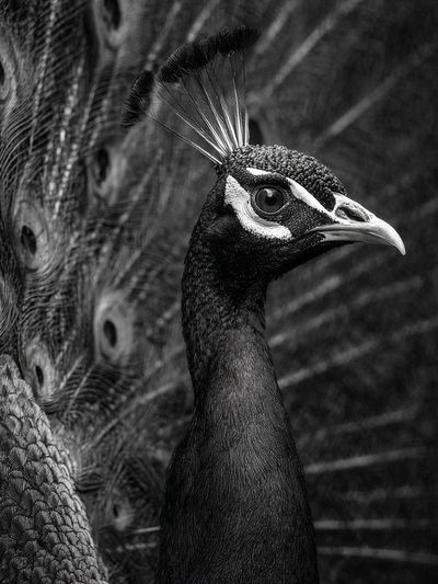 Majestic Peacock — Black-White Print. poster