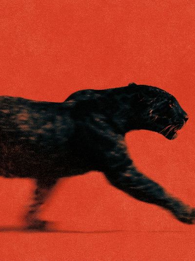 Black Panther Motion Photography Poster. poster