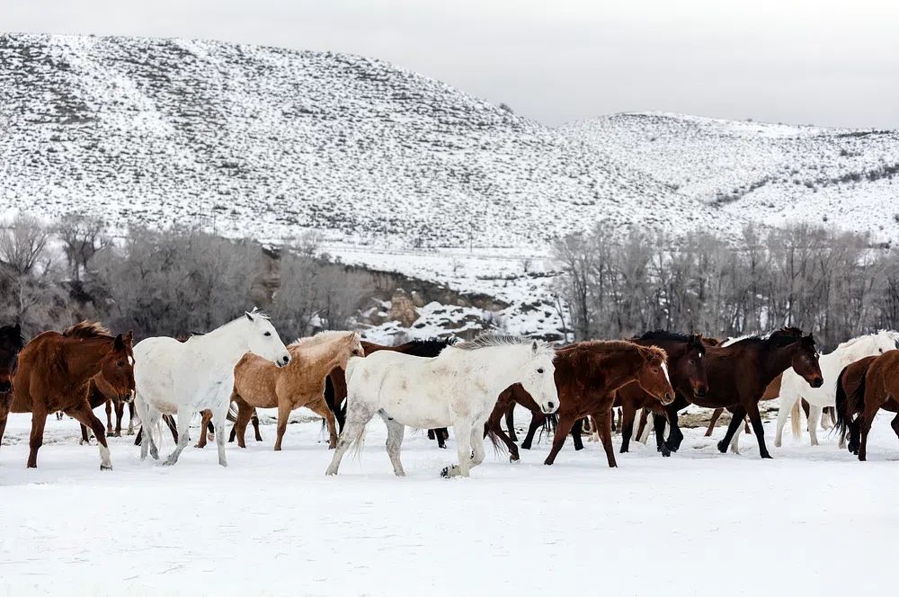 Wild Horses in Snow Landscape Poster. poster — animals art