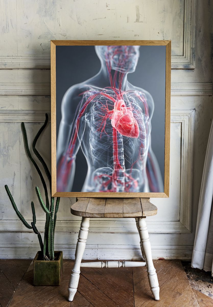 Human Anatomy Heart and Vascular System Poster room preview