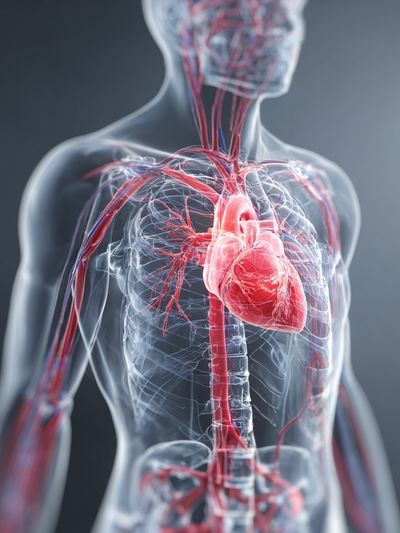 Human Anatomy Heart and Vascular System Poster. poster print