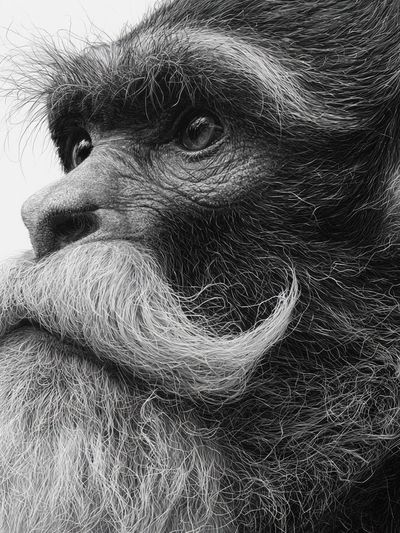 Bearded Monkey Portrait Print. poster