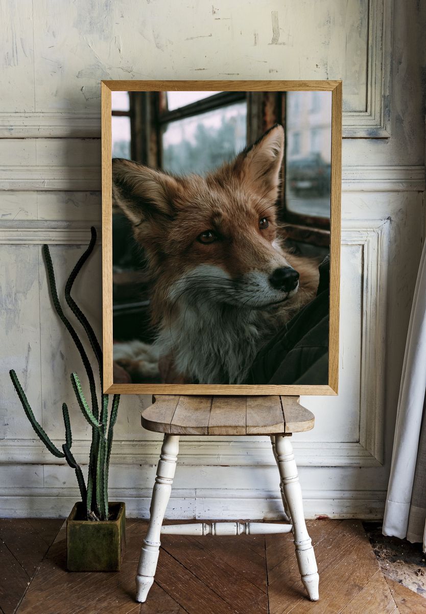 Red Fox Portrait Photography Poster. — room view 1