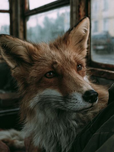 Red Fox Portrait Photography Poster. poster