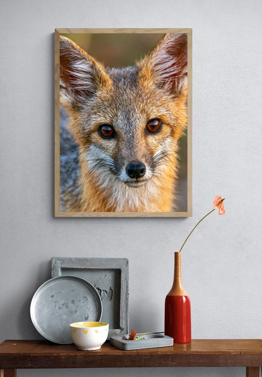 Red Fox Portrait Photography Poster. — room view 3