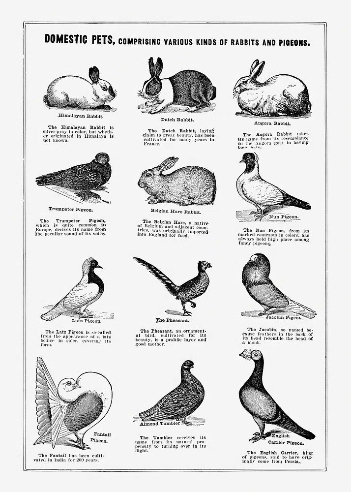 Domestic pet poster. poster — animals art