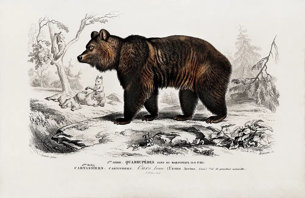 Brown Bear (Ursus Arctos) illustrated. poster detail
