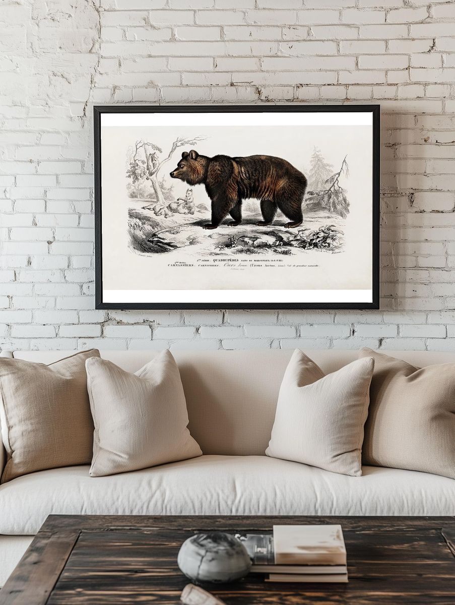 Brown Bear (Ursus Arctos) illustrated. — room view 1