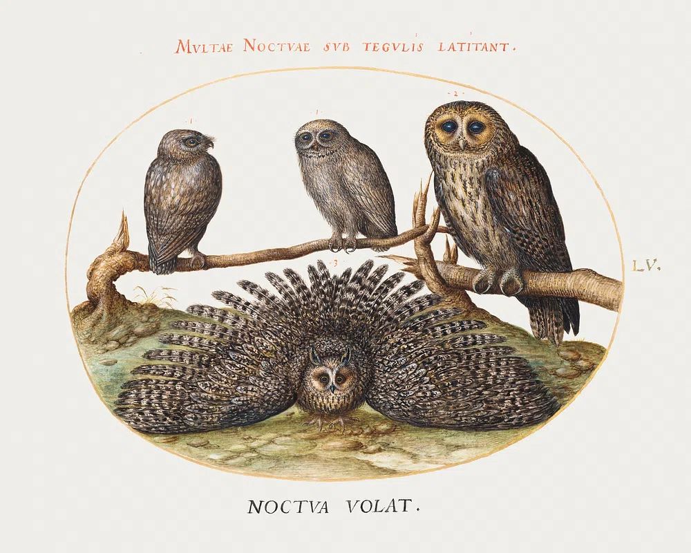 Four Owls (1575-1580) painting high. poster detail