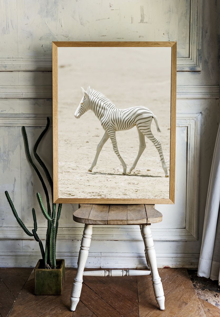 White Zebra Foal Photography Poster. — room view 1