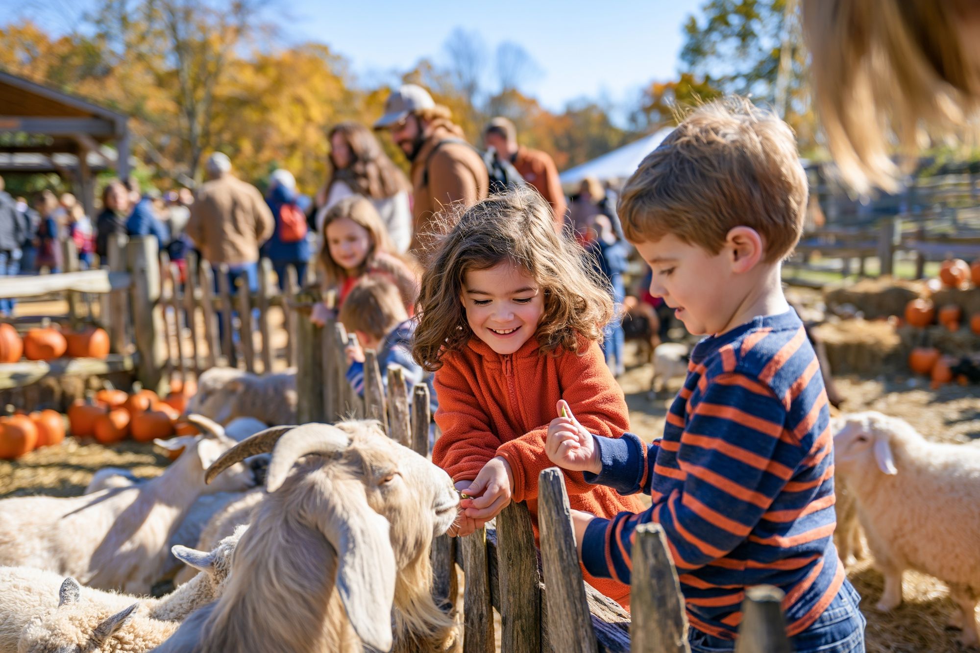 Autumn Pumpkin Patch Photography Poster. poster — photography art
