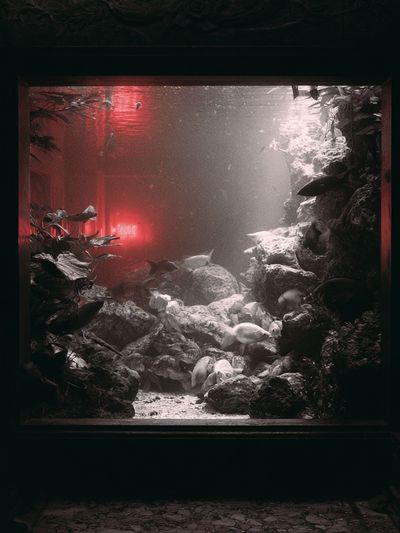 Underwater Aquarium Scene Photography Poster. poster