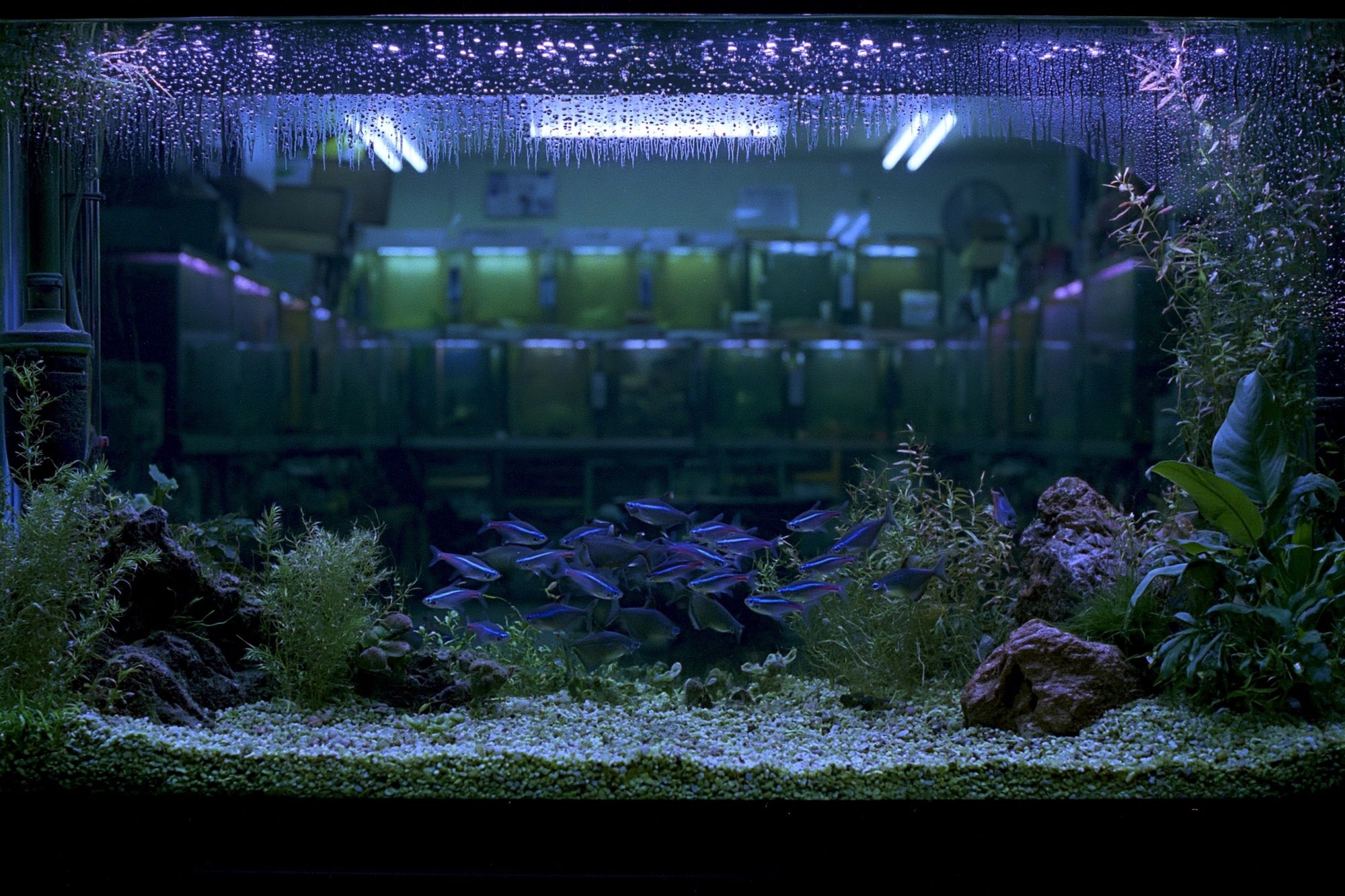 Aquarium Nightscape Photography Poster. poster detail