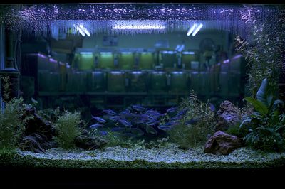 Aquarium Nightscape Photography Poster. poster