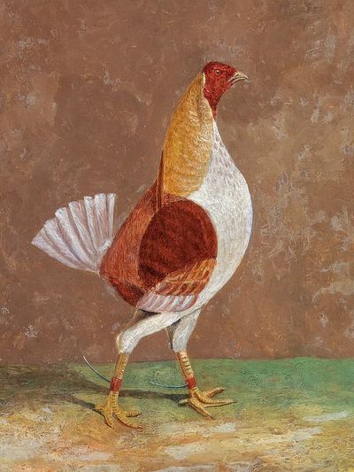 Elegant Rooster — Fine Art Print. poster print