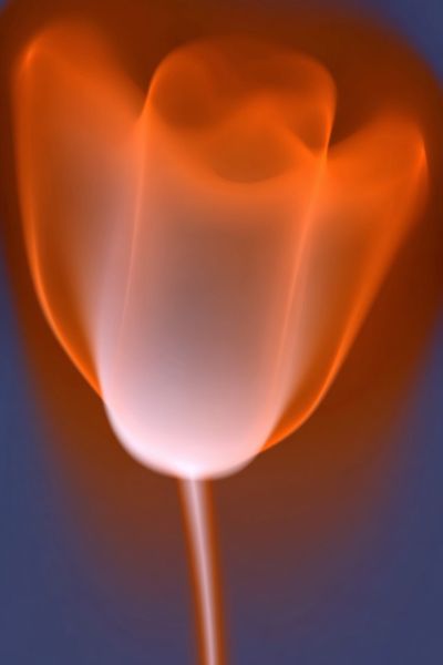 Abstract Rose