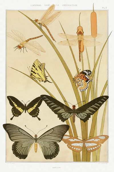Papillons L'animal dans la décoration. poster print