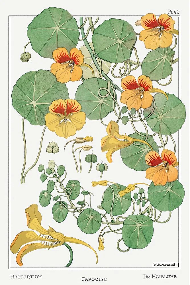 Capucine (Nasturtium) by Maurice Pillard Verneuil (1896) — Art Print. poster — fine-art art