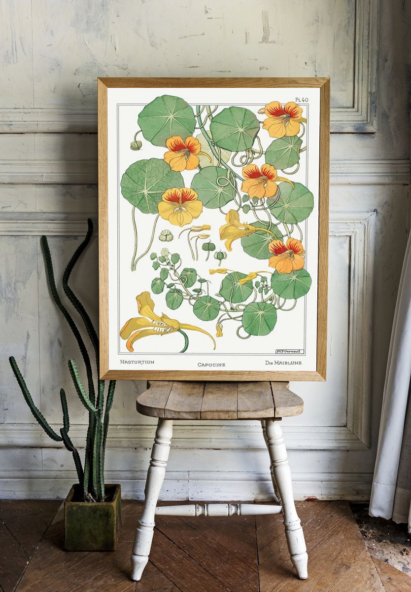 Capucine (Nasturtium) by Maurice Pillard Verneuil (1896) — Art Print room preview