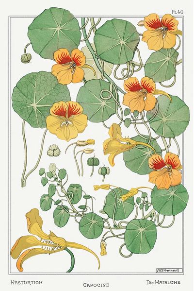 Capucine (Nasturtium) by Maurice Pillard Verneuil (1896) — Art Print. poster print