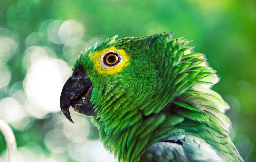 Vibrant Green Parrot Portrait Poster. poster — animals art