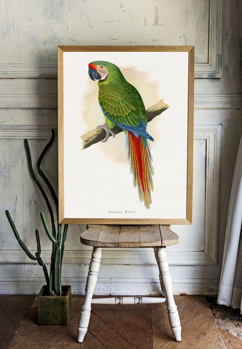 Military Macaw — Vintage Print room preview