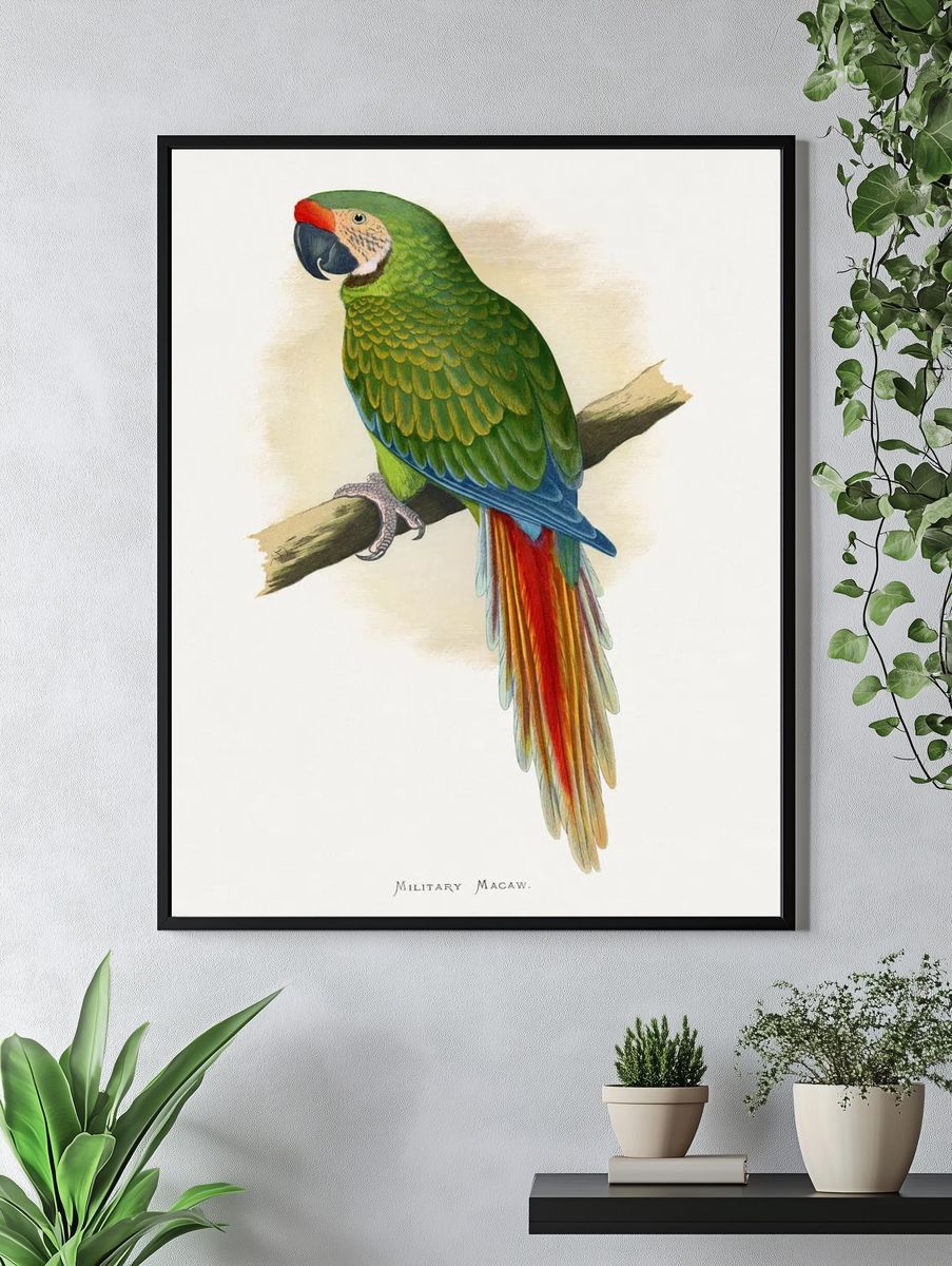 Military Macaw — Vintage Print. — room view 4