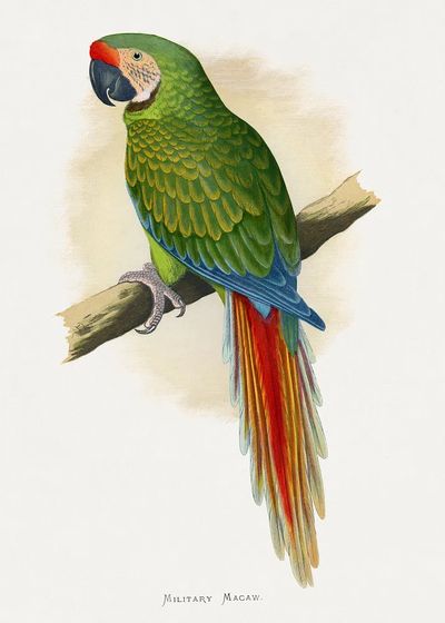 Military Macaw — Vintage Print. poster