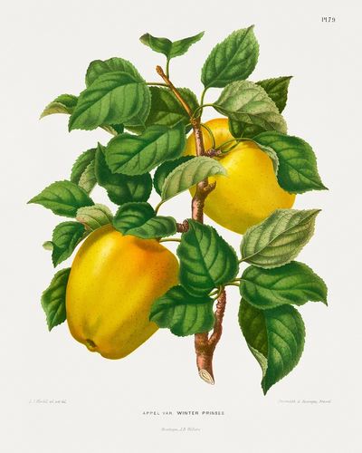 Winter Princess Apple Botanical Print. poster print