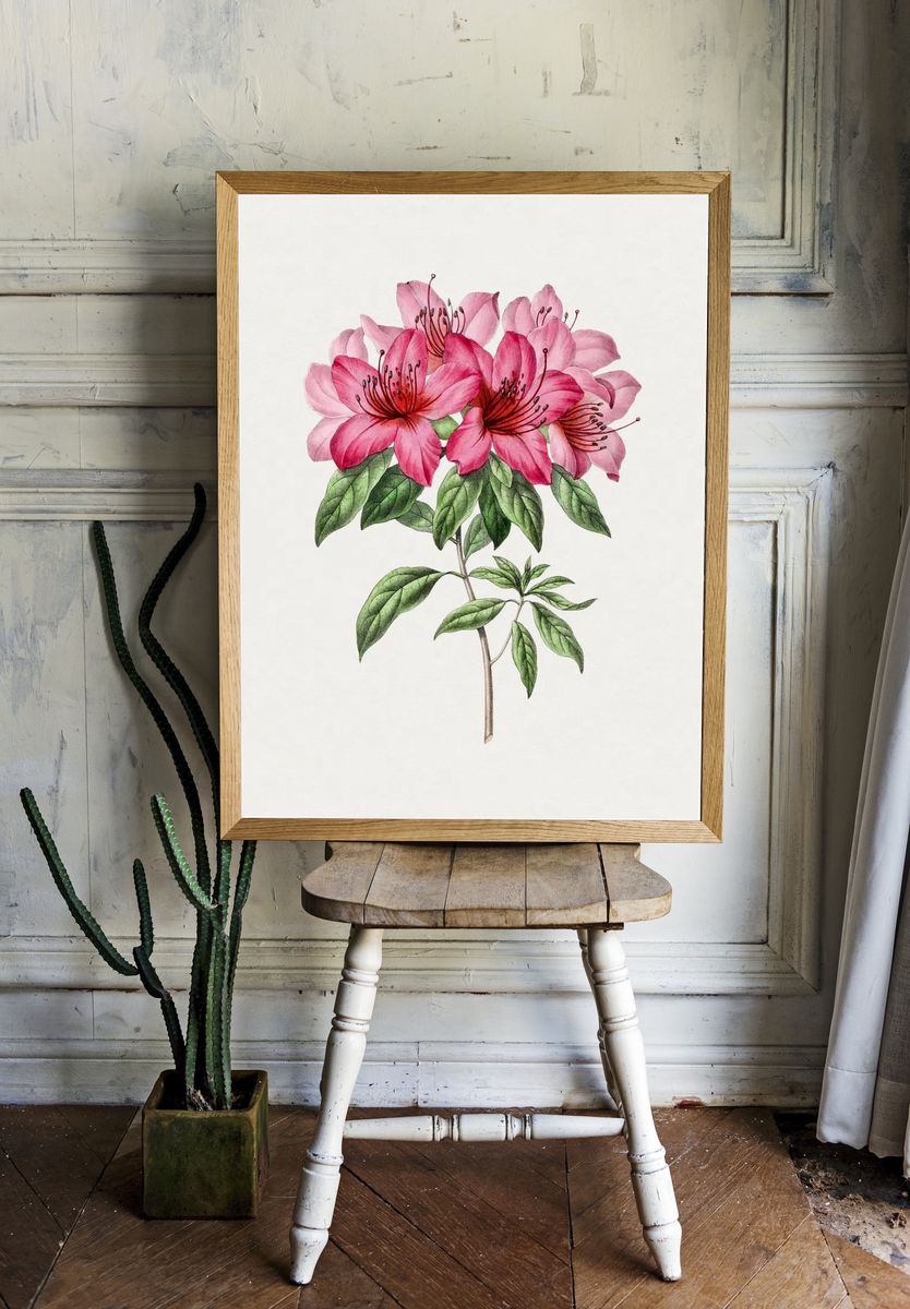 Pink Azalea Botanical Print. — room view 1