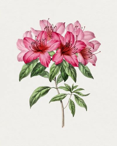 Pink Azalea Botanical Print. poster print